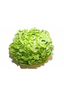 Salade Feuille de chêne verte