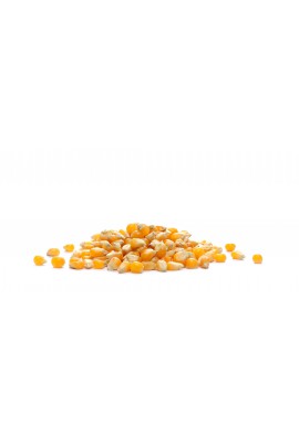 Maïs Pop-corn Bio
